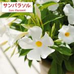 草花の苗 マンデビラ サンパラソル クリアホワイト3号ポット(R)