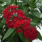 草花の苗 ペンタス（高性） パニックタワーレッド3.5