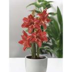 球根巨大輪八重咲きアマリリスレディ...