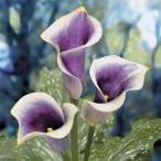 球根 ハイブリッドカラー ピカソ（紫に白覆輪）1球入り