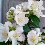 花木 庭木の苗/バイカウツギ（梅花ウツギ）：白花6号ポット