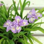  луговые и горные травы. рассада автомобиль ga. цвет . -слойный hime автомобиль ga(. автомобиль ga)2.5-3 номер pot 