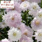 草花の苗ボンザマーガレットサクラ3...