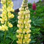 草花の苗宿根ルピナスイエロー3.5...