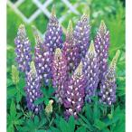 草花の苗宿根ルピナスザ・ガバナー3...