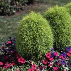 草花の苗/コキア3号ポット4株セット