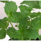 ハーブの苗ミントペパーミントホワイ...