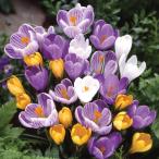 球根/クロッカス：混合色5球