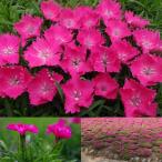 四季咲きナデシコ Amazon 楽天 ヤフー等の通販価格比較 最安値 Com