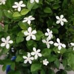 草花の苗 セイロンライティア4号鉢