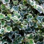 草花の苗/ヘデラ：ホワイトワンダー...