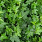 観葉植物/ヘデラヘリックス緑葉：ピ...