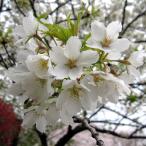 花木庭木の苗桜大島桜4〜5号ポット