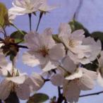 ショッピング三島 花木 庭木の苗 桜 衣通姫（ソトオリヒメ）接木苗4〜5号ポット