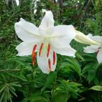 球根ユリオリエンタルリリーカサブラ...