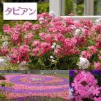 草花の苗 バーベナ（宿根） タピアンローズ3号ポット(R)