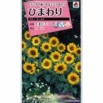 ヒマワリ パチノゴールド（矮性種） タキイ 花タネ