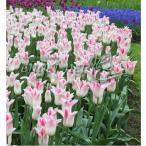  тюльпан сигнал Land шик 1 лампочка .....3 номер глубокий pot 