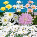 草花の苗マーガレット・高性おまかせ...