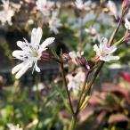 草花の苗 リクニス フロスククリ ホワイトロビン3-3.5号ポット