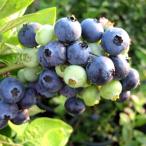 果樹の苗 ブルーベリー（ラビットアイ系） フクベリー4号ポット