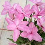 atsu The kla(atsu Sakura ) Mai .(.. розовый ) 3 номер растение в горшке 