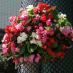 草花の苗 ベゴニア センパフローレンスおまかせ花色ミ