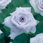 バラの苗四季咲中輪バラブルーヘブン...