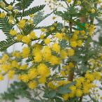 花木 庭木の苗 アカシア ギンヨウアカシア（ミモザアカシア）3-3.5号ポット
