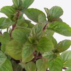 ハーブの苗/ミント：イングリッシュ...