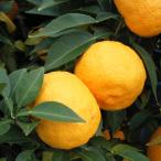 果樹の苗木頭本柚子4〜5号ポット