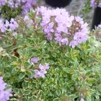 ショッピングハーブ ハーブの苗 イブキジャコウソウ斑入り葉　2.5-3号ポット2株セット