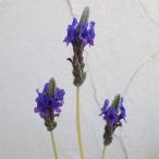  трава. рассада гонки лаванда Star мой n3.5 номер pot 