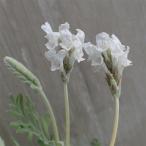 ショッピングハーブ ハーブの苗 レースラベンダー スターマインアルバ3.5号ポット