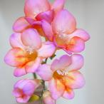 球根/フリージア：サンドラ5球入り