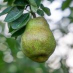 果樹の苗 セイヨウナシ（西洋梨） ラ・フランス4〜5号ポット