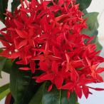 サンタンカ:スーパーキング4-4.5号鉢植え