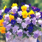 草花の苗26年10月中下旬予約ビオ...
