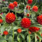 草花の苗 センニチコウ（千日紅） 高性 ストロベリー