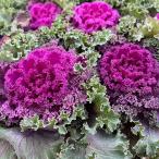 草花の苗ハボタン紅すずめ3.5号ポット