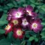 バラの苗つるバラパルフェ・タムール大苗