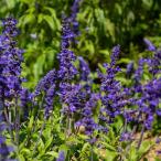 草花の苗サルビアインディゴスパイヤ...