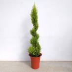  Hanaki садовое дерево. рассада кипарис Голдкрест * Will ma... топиар 6 номер растение в горшке * высота 90cm