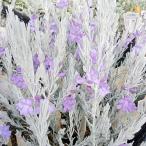 ショッピングニベア 草花の苗 エレモフィラ ニベア3号ポット