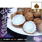  овощи. рассада куркума фиолетовый куркума (gajutsu)250g ввод 