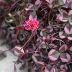 草花の苗クローバーティントロゼ3号ポット