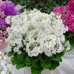 草花の苗 プリムラ マラコイデス うぐいすホワイト3-3