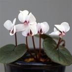  луговые и горные травы. рассада . вид цикламен персидский koum белый цветок ( зеленый лист серия )2.5~3 номер pot 