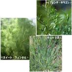 ハーブの苗/お料理ハーブ3種セット