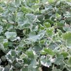 グランドカバーグレコマ2.5〜3号...